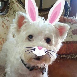 Meet your Posher, Arky